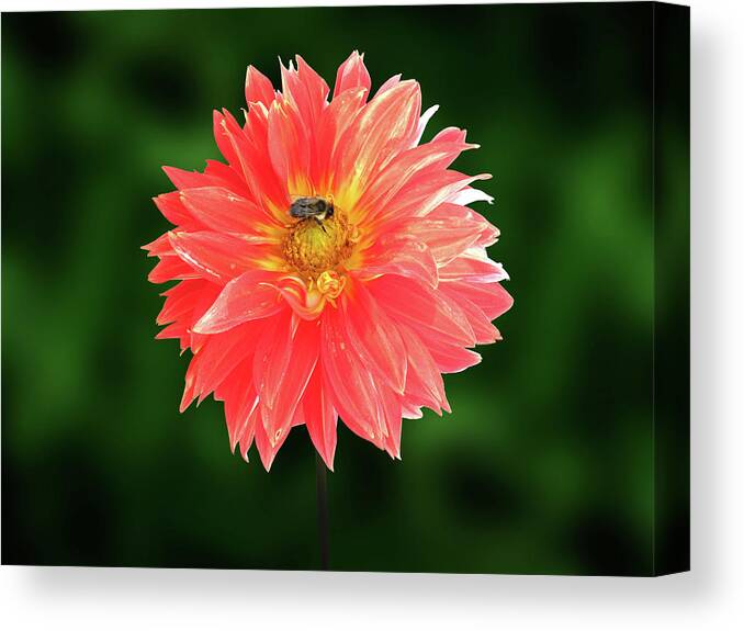 Photography Canvas Print featuring the mixed media Flowers Photography-41 by Art By Lakshmi