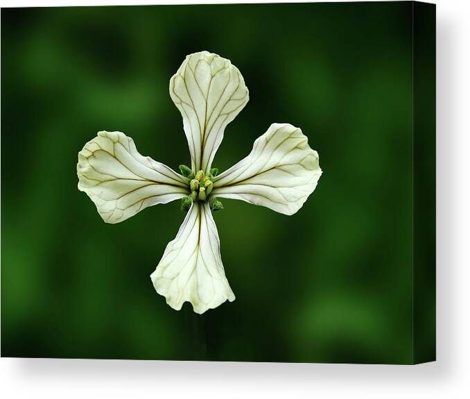 Photography Canvas Print featuring the mixed media Flowers Photography-43 by Art By Lakshmi