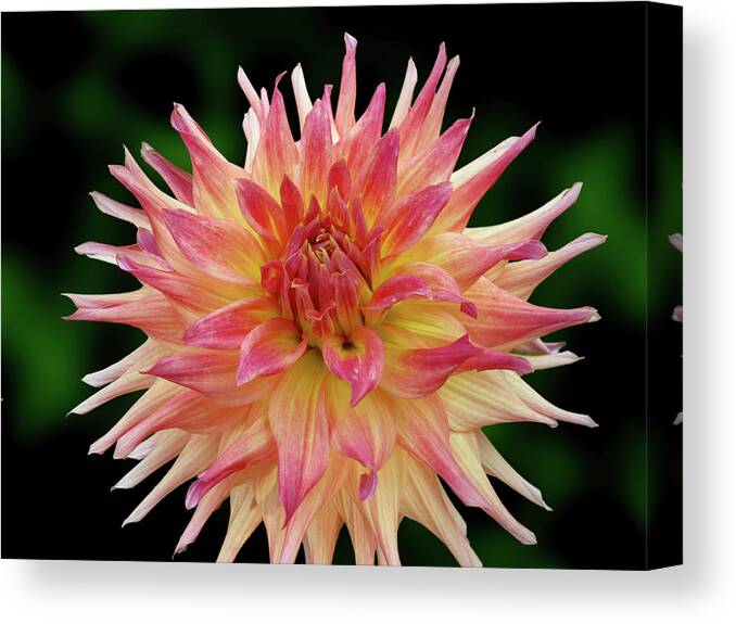 Photography Canvas Print featuring the mixed media Flowers Photography-79 by Art By Lakshmi