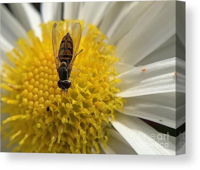 Insect Canvas Print featuring the photograph Fly and Flowers by Catherine Wilson
