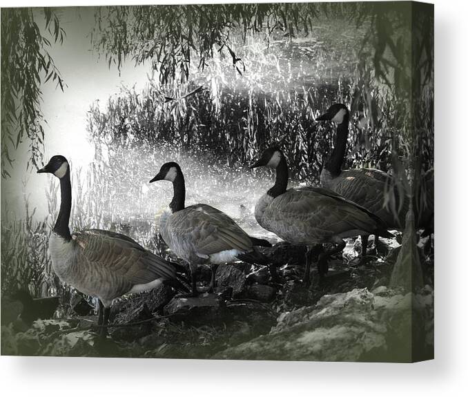 America Canvas Print featuring the photograph Four Canada Geese by James C Richardson