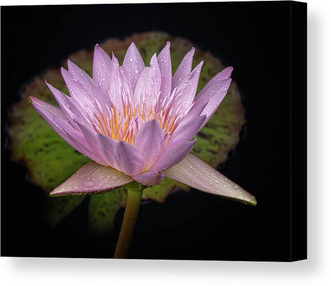 Summer Canvas Print featuring the photograph Front and back. by Usha Peddamatham