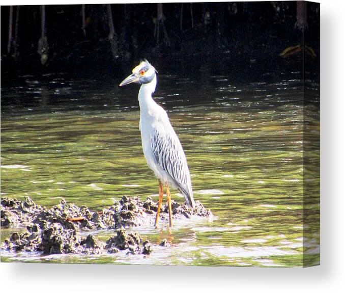 #heron #yellowcrownednight #seabird #florida #wildlife #intracoastal #canal #earlymorning #winter #portrichey #breakfast #hunting Canvas Print featuring the photograph Masked Bird Moment by Belinda Lee