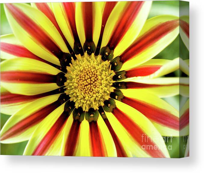 Color Canvas Print featuring the photograph Gazania Center by Dorothy Lee