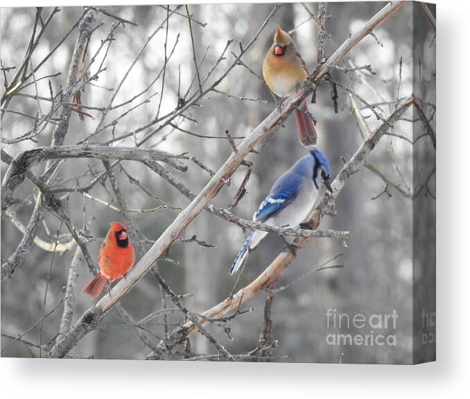 Cardinals Canvas Print featuring the photograph Getting Along by Eunice Miller