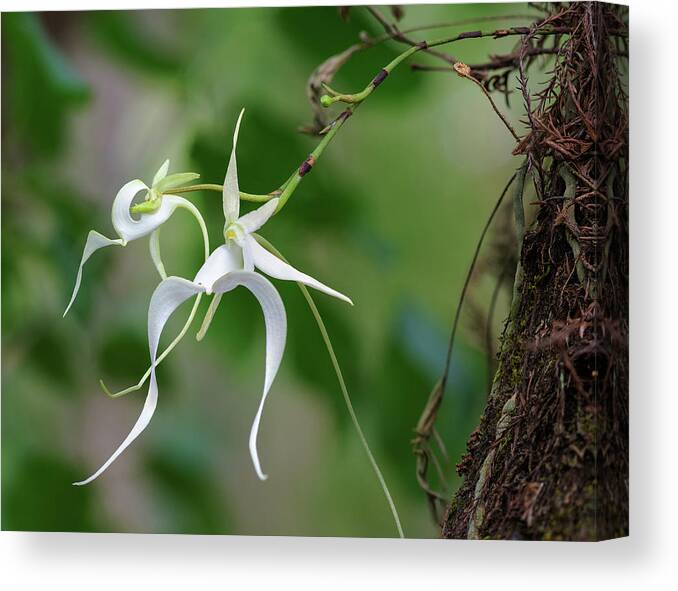 Big Cypress National Preserve Canvas Print featuring the photograph Ghost Orchid Duo by Rudy Wilms