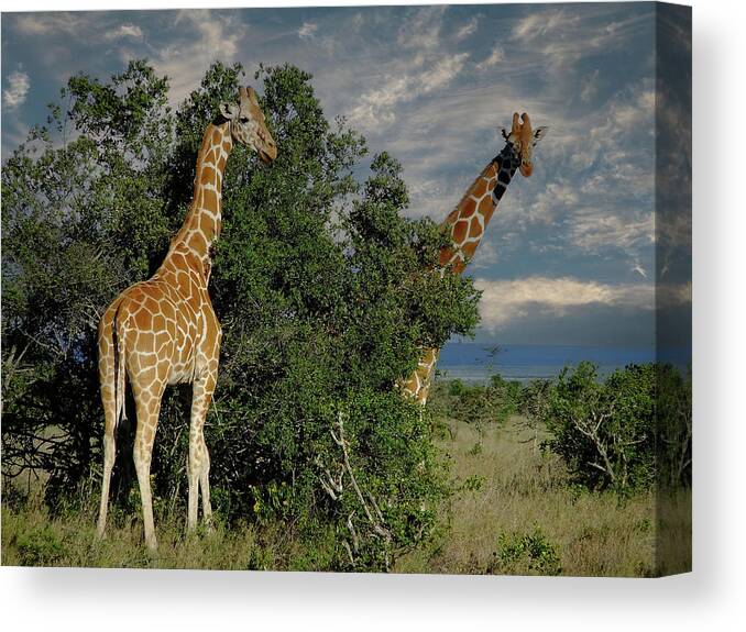 Animals Canvas Print featuring the photograph Giraffe in Ol Pejeta Game Park by Phil And Karen Rispin