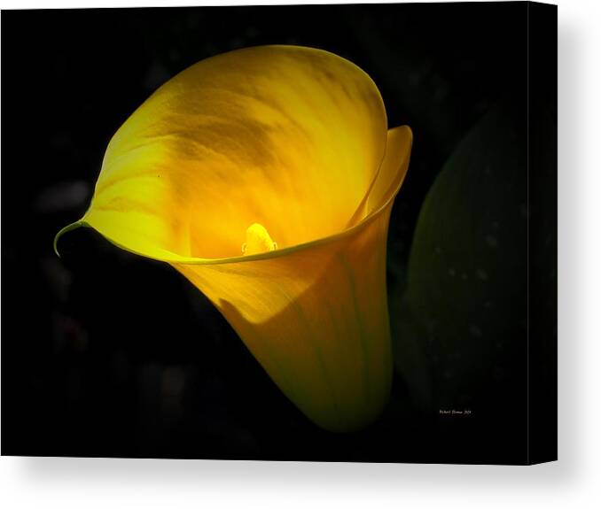 Calla Lily Canvas Print featuring the photograph Goblet of Gold by Richard Thomas