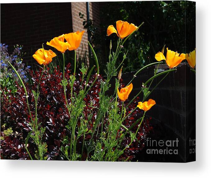 Botanical Canvas Print featuring the photograph Golden Poppy Greeters by Richard Thomas