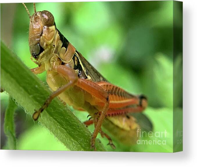 Grasshopper Canvas Print featuring the photograph Grasshopper by Catherine Wilson
