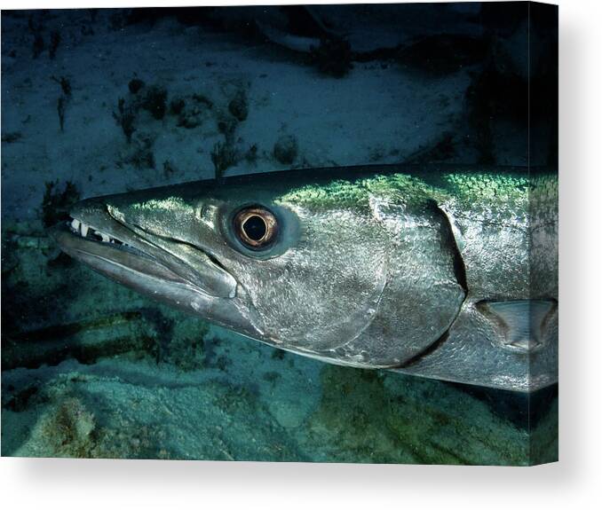 Barracuda Canvas Print featuring the photograph Great Barracuda by Brian Weber
