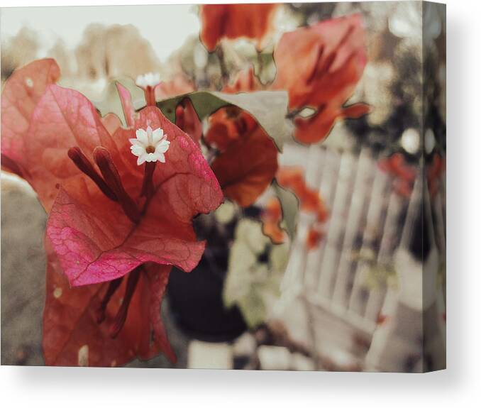 Bougainvillea Spectabilis Canvas Print featuring the photograph Great Bougainvillea by W Craig Photography