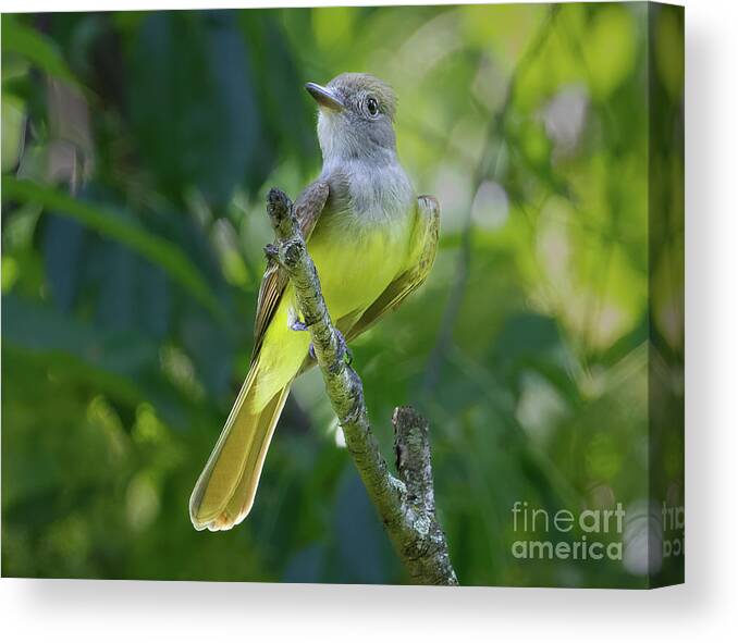 Flycatchers Canvas Print featuring the photograph Great Crested Flycatcher by Chris Scroggins