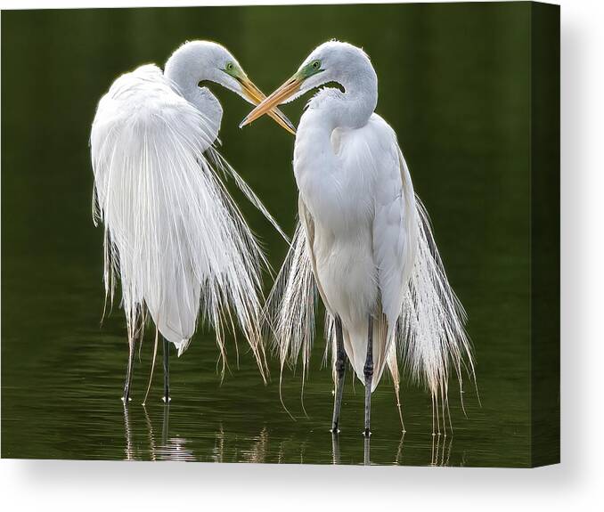 Great Egrets Canvas Print featuring the photograph Great Egrets 8762-061922-3 by Tam Ryan