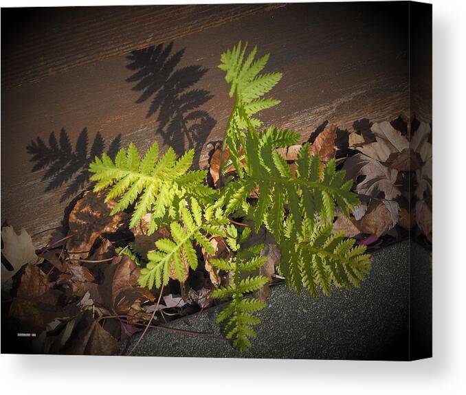Wood Canvas Print featuring the photograph Green Fern by Richard Thomas