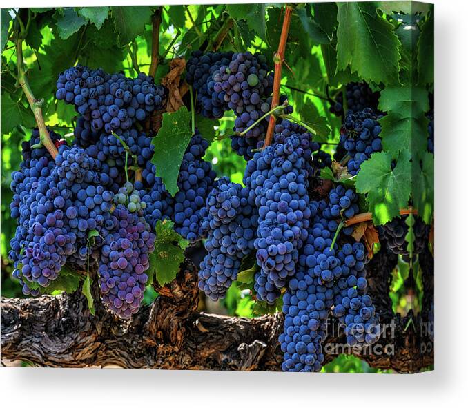 Grapes Canvas Print featuring the photograph Juicy Cluster of Grenache Grapes by Abigail Diane Photography