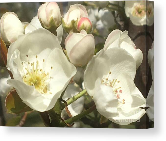 Pear Flowers Canvas Print featuring the photograph Happy Family by Carmen Lam