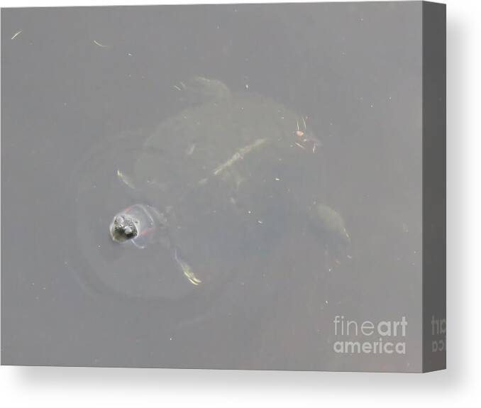 Turtle Canvas Print featuring the photograph Heads Up by World Reflections By Sharon