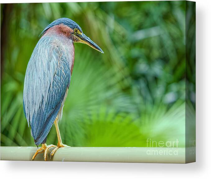 Birds Canvas Print featuring the photograph Heron on the Side by Judy Kay