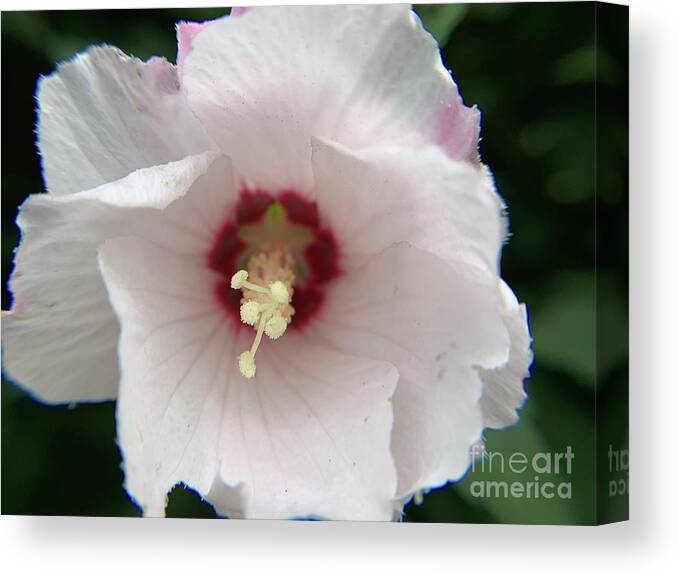 Hibiscus Canvas Print featuring the photograph Hibiscus Power by Catherine Wilson