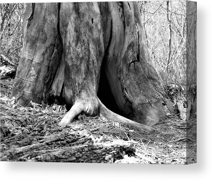 Tree Canvas Print featuring the photograph Hollow Tree Trunk in Black and White by Amanda R Wright