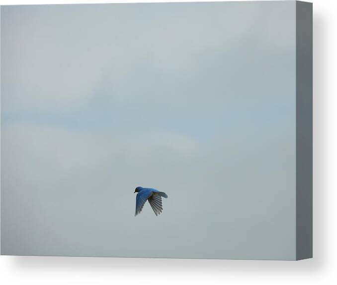 Blue Bird Canvas Print featuring the photograph Hovering Blue Bird by Amanda R Wright