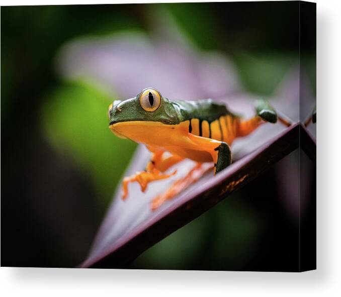 Frog Canvas Print featuring the photograph I See You by Jim Miller