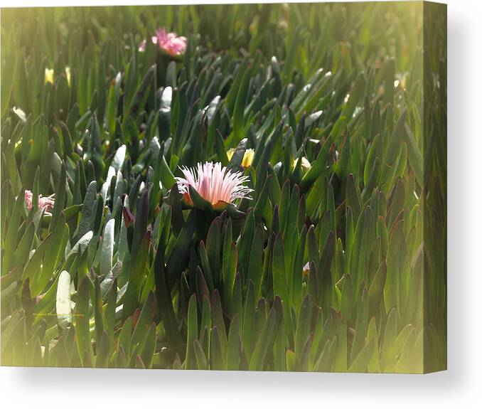 Seascape Canvas Print featuring the photograph Ice Plant by Richard Thomas
