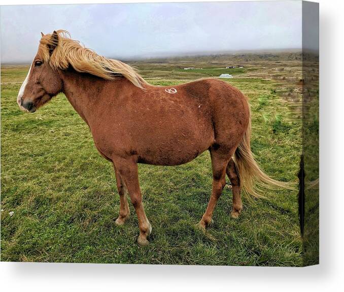 Iceland Canvas Print featuring the photograph Icelandic horse by Yvonne Jasinski