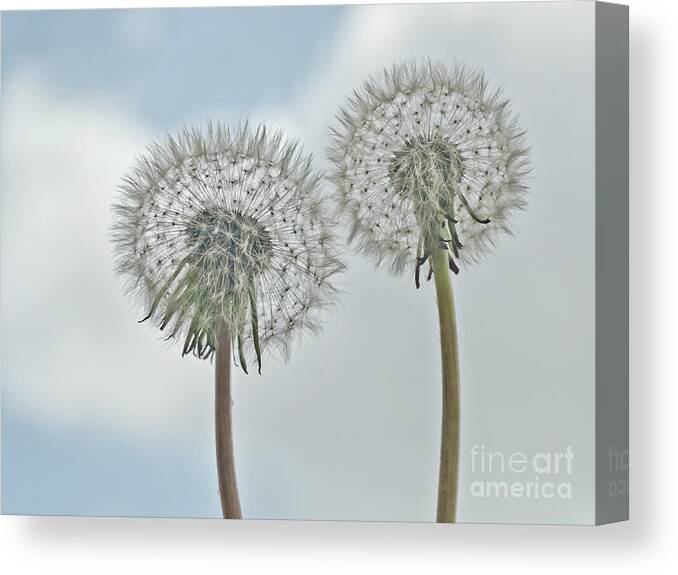 In Clouds Togetherness Two Duo Duet Couple Characters Dandelions Seed Heads Beauties Beautiful Delightful Subtle Delicate Gentle Soft Painterly Pastel Watercolor Artistic Flowers Serenity Atmospheric Stylish Conceptual Dreams Magical Relaxing Tranquil Together Impressions Impressionism Simplicity Happy Jolly Joyful Fluffy White Blue Sky Touching Pretty Attractive Emotional Round Inspiring Imaginations Poetic Uplifting Soulful Idyllic Metaphorical Symbolic Passion Allure Airily Light Compassion  Canvas Print featuring the photograph Smile - IN CLOUDS - TOGETHERNESS - BEFORE TAKEN OFF FOR THE FLY by Tatiana Bogracheva