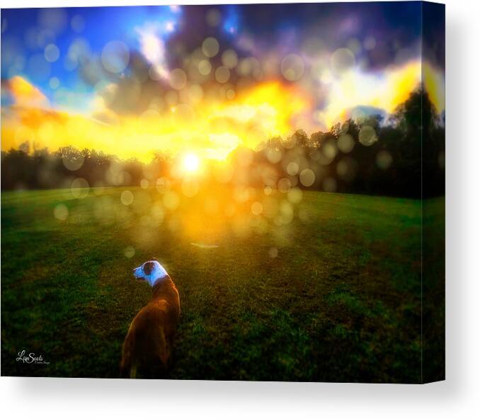 Dog Canvas Print featuring the photograph Into the Light by Lisa Soots