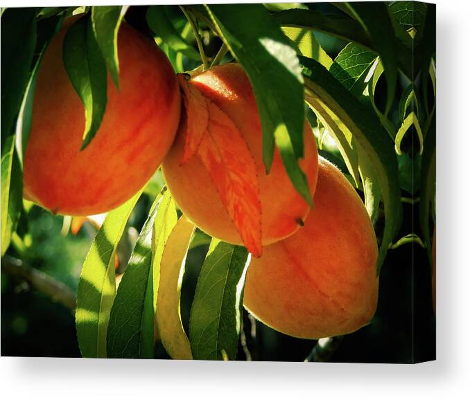 Landscape Canvas Print featuring the photograph Juicy Fruit by Gena Herro