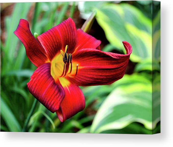 Red Lily Canvas Print featuring the photograph July Day Lily by Susie Loechler