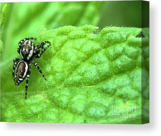 Spider Canvas Print featuring the photograph Jumping Spider by Catherine Wilson