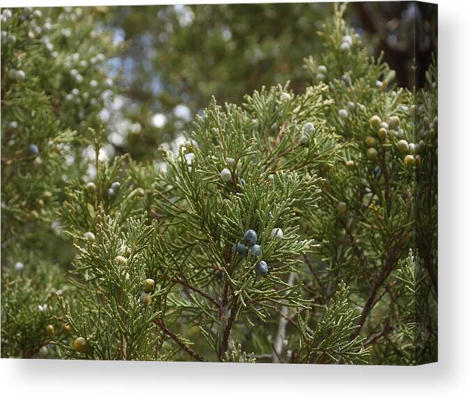 Berries Canvas Print featuring the photograph Juniper Berries by Amanda R Wright