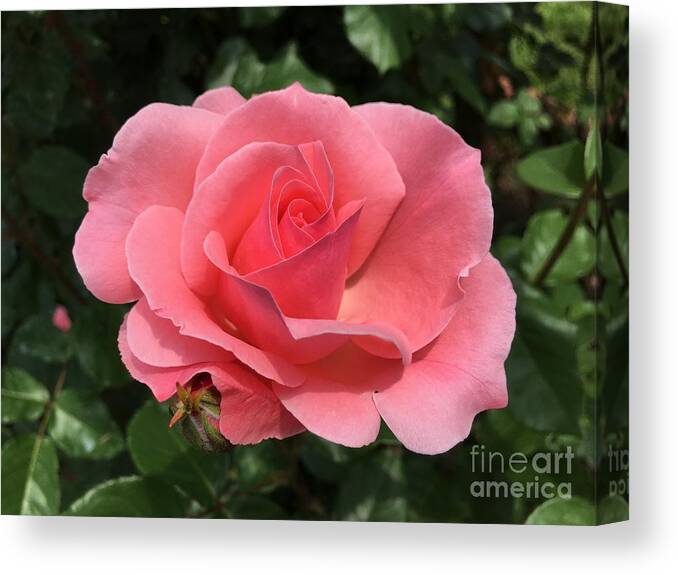 Art Canvas Print featuring the photograph Just Peachy by Jeannie Rhode