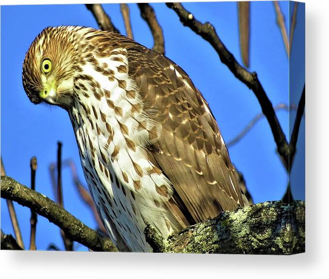Hawks Canvas Print featuring the photograph Juvenile Coopers Hawk Are you talkin' to me? by Linda Stern