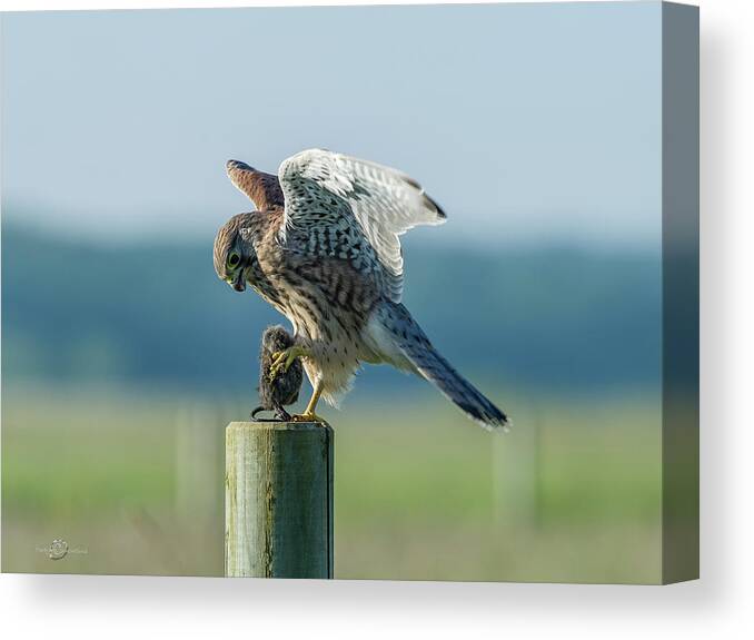 Kestrel's Landing Canvas Print featuring the photograph Kestrels landing with the prey on the roundpole by Torbjorn Swenelius