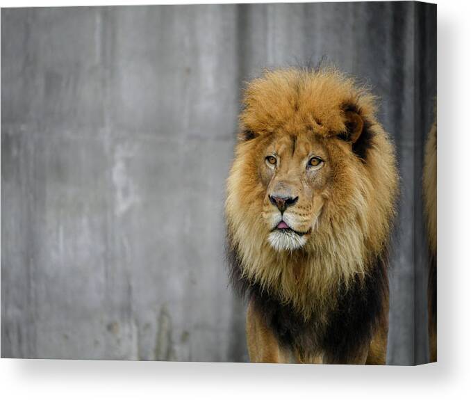 Lion Canvas Print featuring the photograph King of the Cats by Lara Morrison