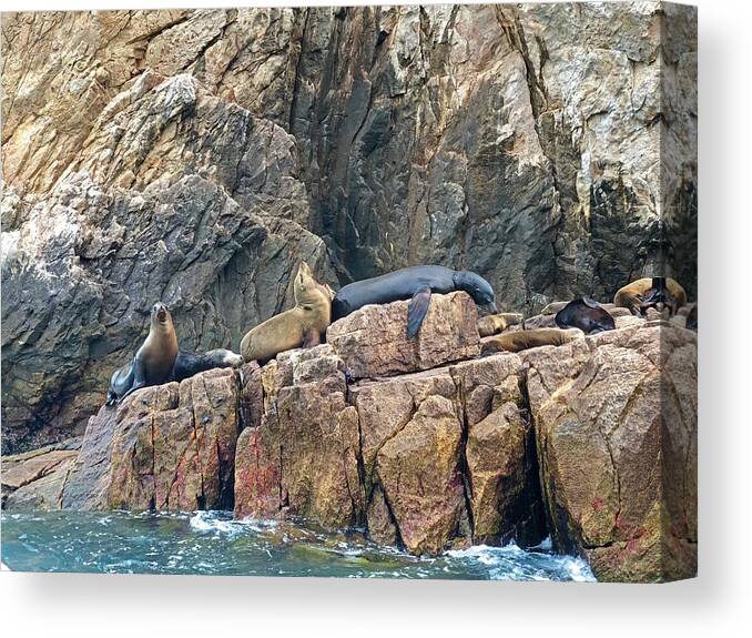 Sea Lions Canvas Print featuring the photograph Lazy Days on Cabo by Lisa Soots