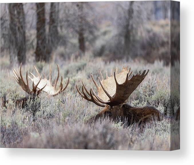Moose Canvas Print featuring the photograph Lazy Moose by Wesley Aston