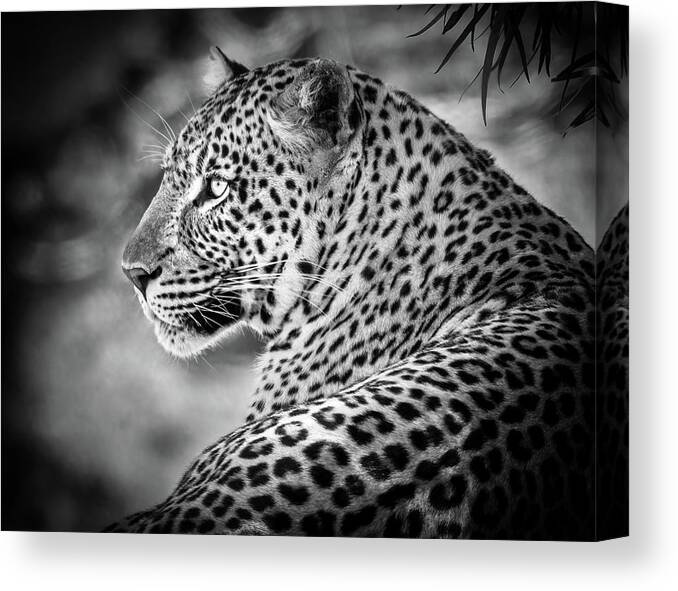 Africa Canvas Print featuring the photograph Leopard by James Capo