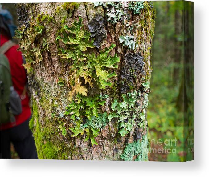 Fungus Canvas Print featuring the photograph Lichen Near Walker Knob Along the Blue Ridge Parkway by L Bosco