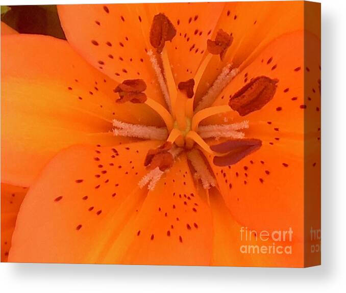 Lily Flower Canvas Print featuring the photograph Lily Closeup by Carmen Lam