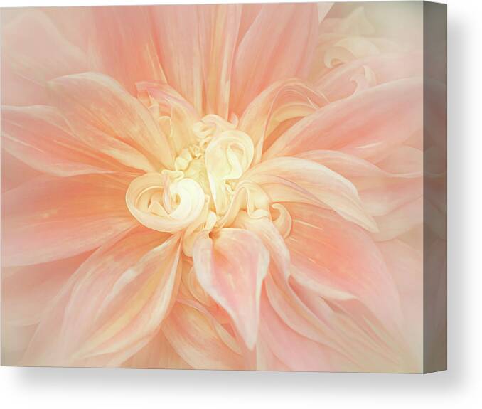 Dahlia Canvas Print featuring the photograph Lines and Curves of a Dahlia by Sylvia Goldkranz