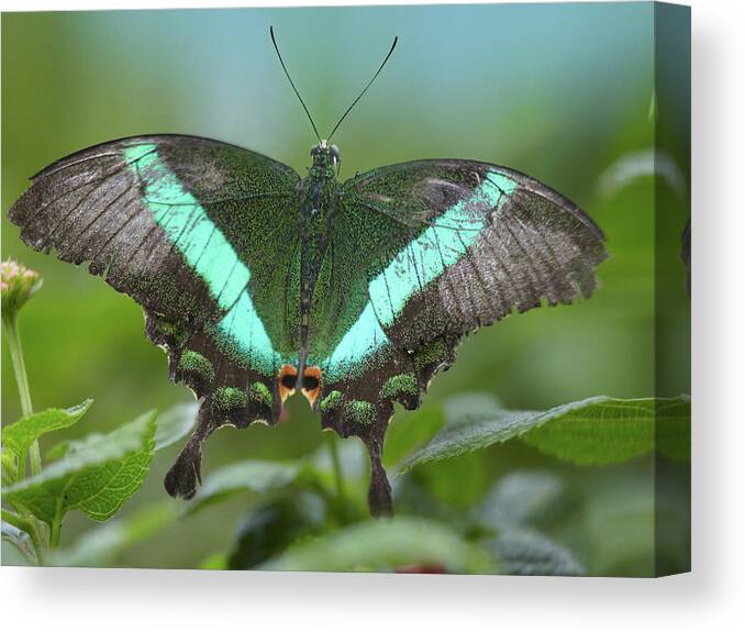 Photography Canvas Print featuring the photograph Local Queen butterfly, Papilio daedalus by Tim Fitzharris