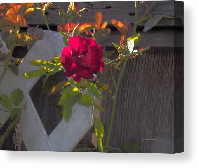 Botanical Canvas Print featuring the photograph Lone Red Rose by Richard Thomas
