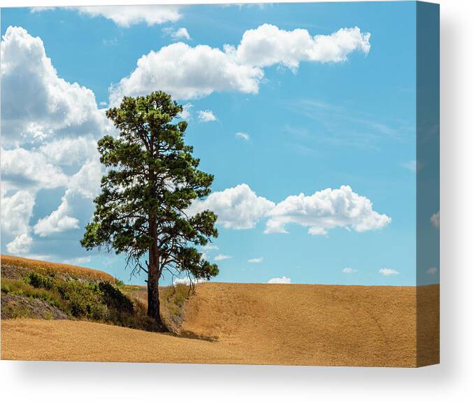 Landscapes Canvas Print featuring the photograph Lonesome Pine by Claude Dalley