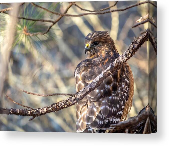Bird Canvas Print featuring the photograph Looking Back by Rick Nelson
