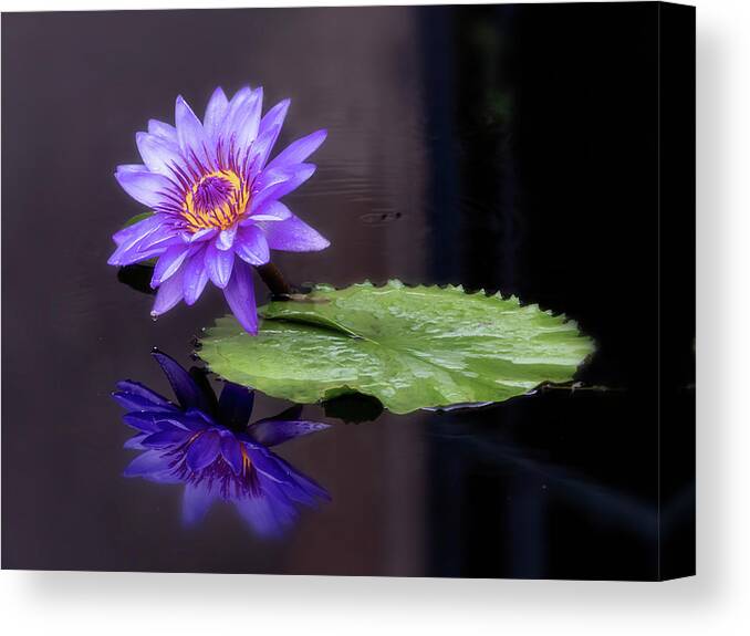Summer Canvas Print featuring the photograph Looking glass. by Usha Peddamatham
